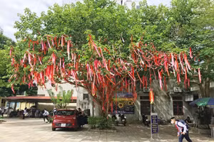 Cây điều ước nổi bật trong khoảng sân Trường THCS Cù Chính Lan sau hơn một tháng tạo dựng. 