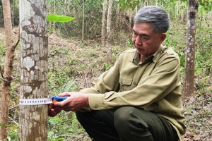 Ông Ngân Văn Dừa, bản Đông Ban, xã Pù Nhi (Mường Lát) đo một gốc xoan đã gần 10 năm tuổi, nhưng vanh của nó chỉ hơn 30 cm.