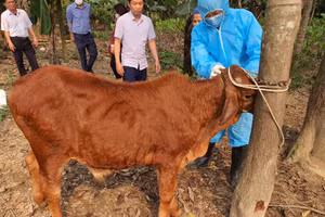 Bệnh viêm da nổi cục ở trâu, bò tại tỉnh Thanh Hóa đã lan ra 21 huyện, thị xã.