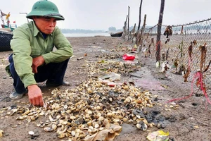 Người nuôi ngao ở phường Hải Ninh (thị xã Nghi Sơn, Thanh Hóa) thẫn thờ trước hiện tượng ngao chết hàng loạt.