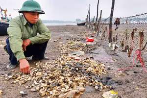 Người nuôi ngao ở phường Hải Ninh (thị xã Nghi Sơn, Thanh Hóa) thẫn thờ trước hiện tượng ngao chết hàng loạt.