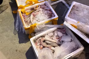 Cá khoai được tẩm ướp phoóc môn do Vũ Hồng Ngọc đưa đi tiêu thụ. Ảnh: Công an Thanh Hóa cung cấp.