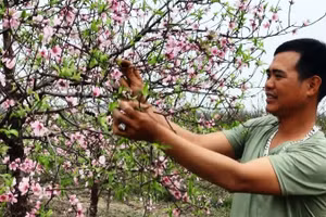 Đào phai ở xã Xuân Du, huyện Như Thanh (Thanh Hóa) đang nên hút hàng trong những ngày cận Tết.