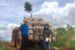 Công đoàn ngành Giáo dục tỉnh Đắk Nông vào tận rẫy để thu hoạch nông sản chuyển về hỗ trợ TPHCM.