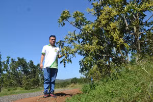 Hệ thống cảm biến IoT được Minh Hoàng lắp đặt dưới từng gốc bơ.