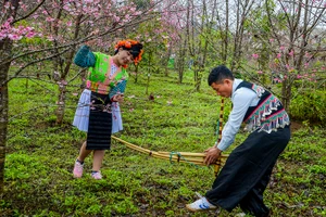 Bên gốc hoa anh đào Nhật Bản, chàng trai, cô gái đồng bào Mông bản địa thỏa sức vui xuân, tạo nên khung cảnh vừa lạ lẫm, vừa cuốn hút.