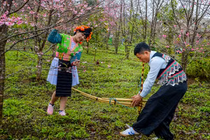 Bên gốc hoa anh đào Nhật Bản, chàng trai, cô gái đồng bào Mông bản địa thỏa sức vui xuân, tạo nên khung cảnh vừa lạ lẫm, vừa cuốn hút.