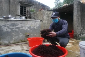 Mùa rong biển thường trùng với thời điểm biển động, do đó có khá đông ngư dân nhàn cư đi hái “lộc biển” vào khoảng thời gian này.