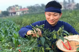 Lê Minh Cương với quy trình thu hái ớt tươi.