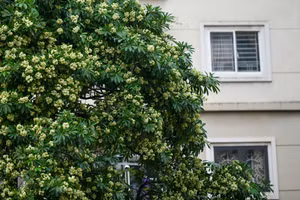 Hà Nội nồng nàn hương hoa sữa