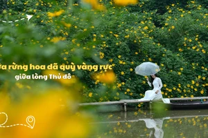 Lạc giữa rừng hoa dã quỳ vàng rực giữa lòng Thủ đô