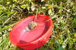 Quả lựu đạn còn khả năng phát nổ được phát hiện ở sông Kiến Giang.