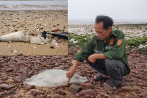 Nhiều loại cá, sứa kích cỡ to chết dạt vào bờ biển Nghi Thiết (huyện Nghi Lộc, Nghệ An)