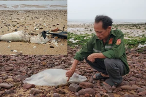 Nhiều loại cá, sứa kích cỡ to chết dạt vào bờ biển Nghi Thiết (huyện Nghi Lộc, Nghệ An)