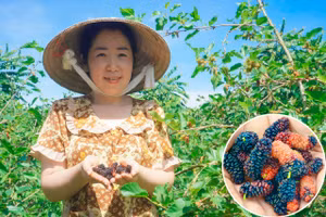 Chị Nguyễn Thị Hồng Mơ (Hậu Giang) bên vườn dâu tằm. 