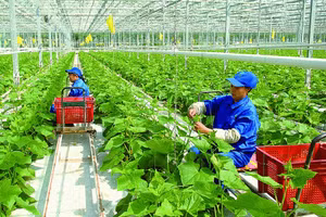 Ảnh minh hoạ/internet