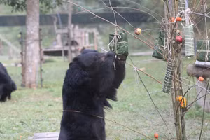 Cách đón Tết ‘siêu đáng yêu’ của hàng trăm con gấu ở trung tâm cứu hộ