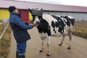 Một chú bò sữa đang được đeo kính thực tế ảo. Ảnh: BBC.