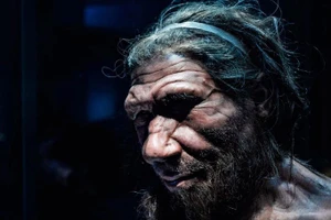 Bản sao người Neanderthal trong viện bảo tàng Lịch sử tự nhiên, London. (Shutterstock/Chettaprin P). 