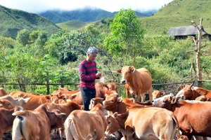 Chăn nuôi đại gia súc là hướng đi mở lối thoát nghèo ở Sín Thầu.