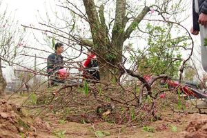 Vụ hàng trăm gốc đào bị phá hoại: Một chủ vườn uống thuốc sâu tự tử 