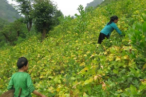 Mô hình trồng cây đậu tương đang giúp người dân xã Cổ Linh, huyện Pác Nặm giảm nghèo hiệu quả.