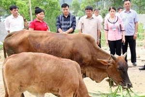 Chị Trần Thị Viết, bản Cây Vối, xã Đồng Tiến, huyện Yên Thế (thứ hai từ trái sang) thoát nghèo nhờ được hỗ trợ từ dự án nuôi bò. 