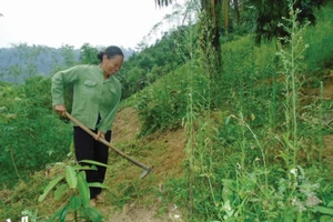 Từ việc phát triển kinh tế rừng nhiều hộ dân trên địa bàn huyện Chợ Đồn đã vươn lên thoát nghèo.