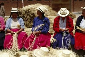 Điều ngạc nhiên hơn nữa, chiếc mũ Panama nổi tiếng toàn cầu được tạo ra từ những chiếc lá của loài cây này. 