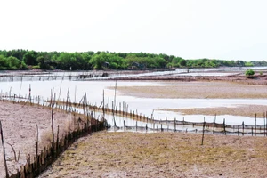 Một khu đầm bán ngập ven biển hạ nguồn sông Ba Lai