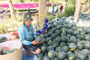 Anh Danh thu hoạch vụ dưa hấu luân canh (áo xanh, bên phải)