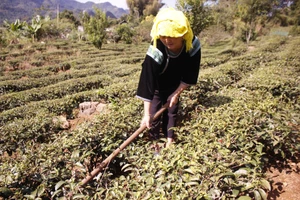 Gam màu sáng trong bức tranh kinh tế của Sùng Phài 