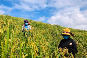 Mùa vàng ở vùng cao Minh Hóa 