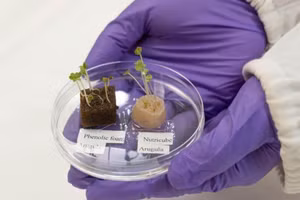 Trồng rau xanh tốt với phân bón từ... tóc