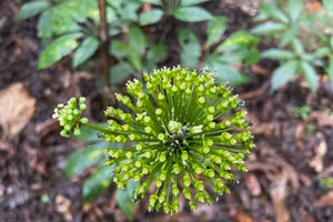 Phát triển 'cây làm giàu' cho người dân biên giới Lai Châu