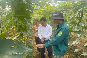 Chuyển đổi cơ cấu cây trồng, nâng cao thu nhập cho các hộ dân ở Tân Uyên