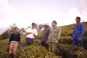 Mô hình trồng chè ở Hố Mít mang lại hiệu quả kinh tế cho bà con.