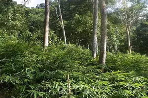 Ảnh minh họa ITN.