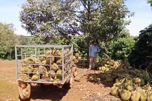 Sau trận giông lốc, hàng chục tấn sầu riêng rụng khiến nông dân trắng tay. (Ảnh: CTV)