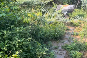 Vi phạm quy định, chủ trại heo bị phạt gần 500 triệu đồng. (Ảnh: TT)