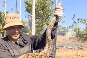 Người dân phát hiện trăn gấm trong vườn nhà. (Ảnh: TT)