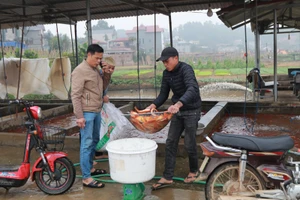 Năm nay nguồn cung cá chép đỏ bị hạn chế nên số lượng bán ra thị trường có thể giảm.