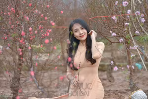 Những thiếu nữ Hà thành bên sắc đào đã trở thành hình ảnh rất quen thuộc mỗi khi Tết đến xuân về.