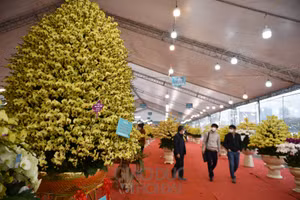 Chậu lan hồ điệp khổng lồ được sự chú ý của rất nhiều người.