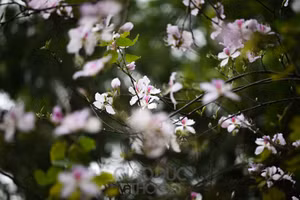 Hoa ban trắng bung nở trước Tết Nguyên đán.