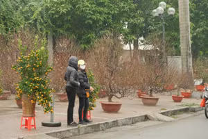 Nhiều điểm bán hoa đào vắng vẻ khách.