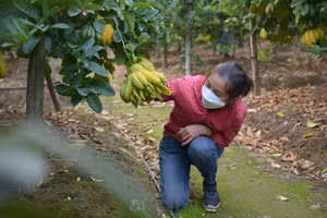 Người dân thu hoạch quả phật thủ thu về hàng trăm triệu đồng.