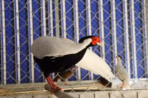 Loài gà lôi trắng được nuôi ở Khu bảo tồn thiên nhiên Pù Hu (Thanh Hóa). Ảnh: Khu bảo tồn cung cấp.