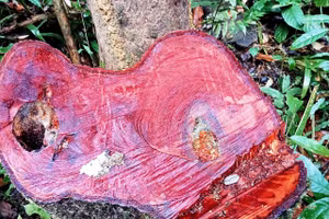 Một gốc gỗ rừng tự nhiên ở xã Yên Thắng, huyện Lang Chánh, tỉnh Thanh Hóa.