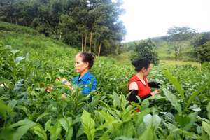 Người dân ở huyện Như Xuân (Thanh Hóa) thu hoạch chè. Ảnh: TL.